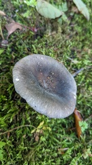 Russula parazurea