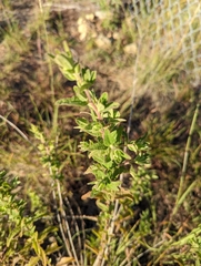 Brickellia cylindracea