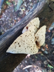Polyporus