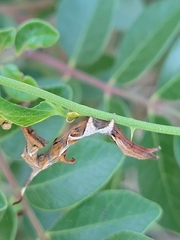 Phyprosopus callitrichoides