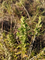 Brickellia cylindracea