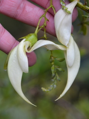 Clianthus puniceus
