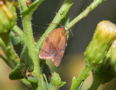 Cacoecimorpha pronubana