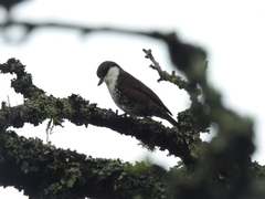 Pygarrhichas albogularis