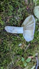 Russula parazurea