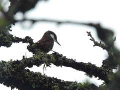 Pygarrhichas albogularis