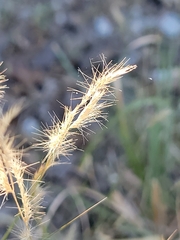 Bouteloua trifida