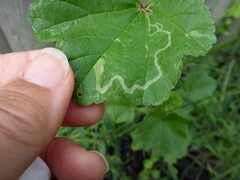 Calycomyza malvae