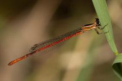 Argiocnemis rubescens