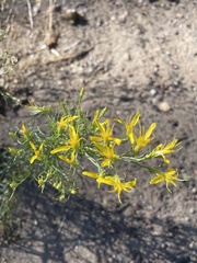 Ericameria bloomeri