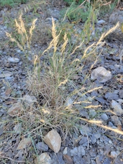 Bouteloua trifida