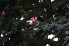 Bauhinia picta