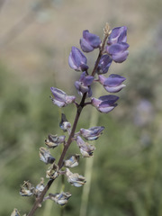 Lupinus arbustus