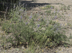 Lupinus arbustus