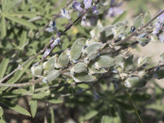 Lupinus arbustus