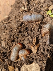 Strategus aloeus