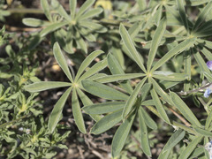 Lupinus arbustus