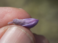 Lupinus arbustus