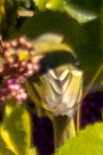 Vireo griseus