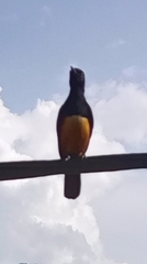 Thamnolaea cinnamomeiventris