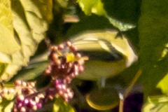 Vireo griseus
