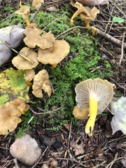 Craterellus tubaeformis