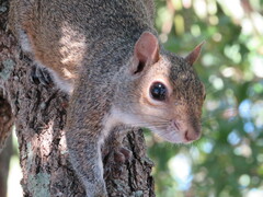Sciurus carolinensis