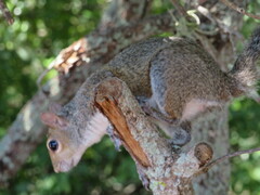 Sciurus carolinensis