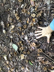 Craterellus tubaeformis