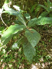 Eriobotrya japonica