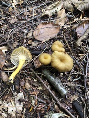 Craterellus tubaeformis