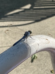 Erythemis simplicicollis