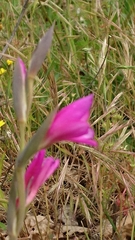 Gladiolus italicus