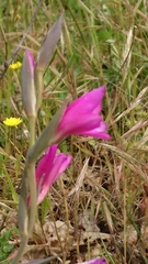 Gladiolus italicus