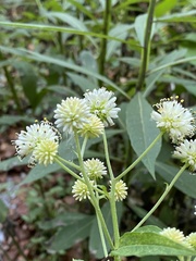 Verbesina walteri