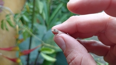 Urosaurus bicarinatus