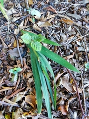Iris domestica