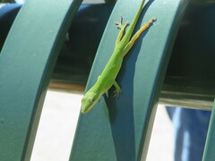 Anolis carolinensis