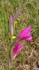 Gladiolus italicus