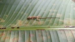 Urosaurus bicarinatus