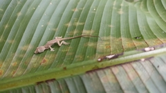 Urosaurus bicarinatus