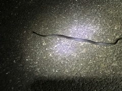 Cryptophis nigrescens