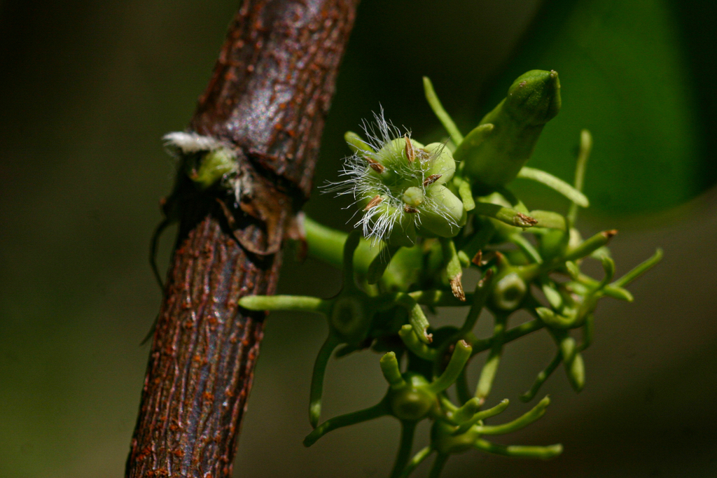 Vangueria apiculata (Mutugundo Fruit)