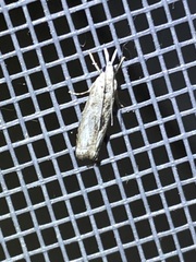 Microcrambus minor