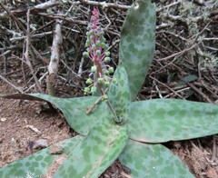 Ledebouria ensifolia