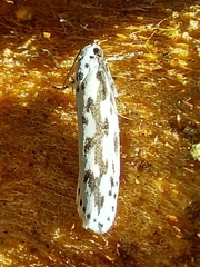 Ethmia