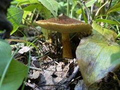 Suillus ampliporus