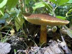 Suillus ampliporus