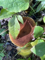 Suillus ampliporus