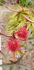 Ricinus